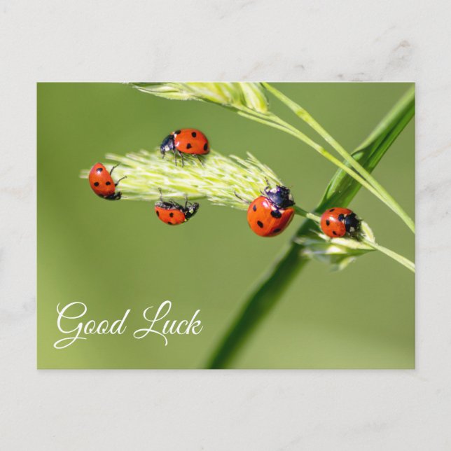 Carte Postale Bonne chance avec les petites coccinelles mignonne (Devant)