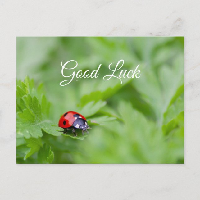 Carte Postale Bonne chance avec une jolie petite coccinelle ! ca (Devant)