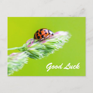 Carte Postale Bonne chance avec une petite coccinelle !
