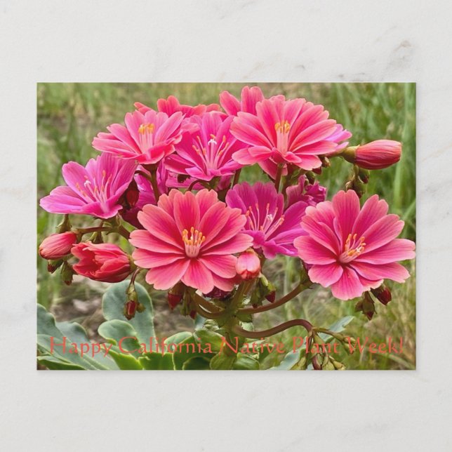 Carte Postale Bonne Semaine des Plantes autochtones de Californi (Devant)