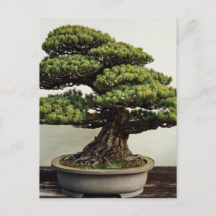 Carte Postale Bonsai de pin blanc japonais