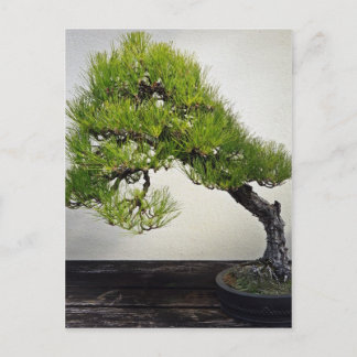 Carte Postale Bonsai de pin noir japonais