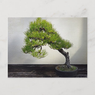 Carte Postale Bonsai de pin noir japonais