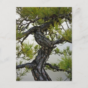 Carte Postale Bonsai de pin rouge japonais