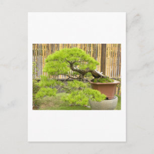 Carte postale Bonsai Salutations/Invitation