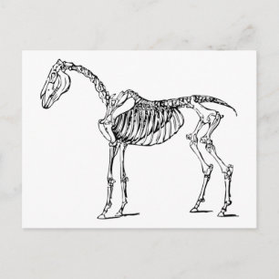 Carte Postale Bony Horse