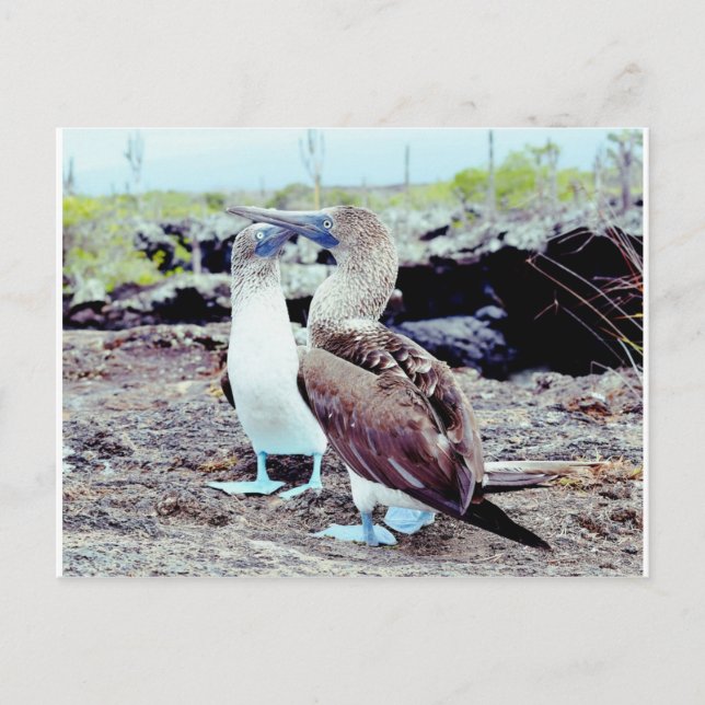 Carte Postale Boobies aux pieds bleus, îles Galapagos (Devant)