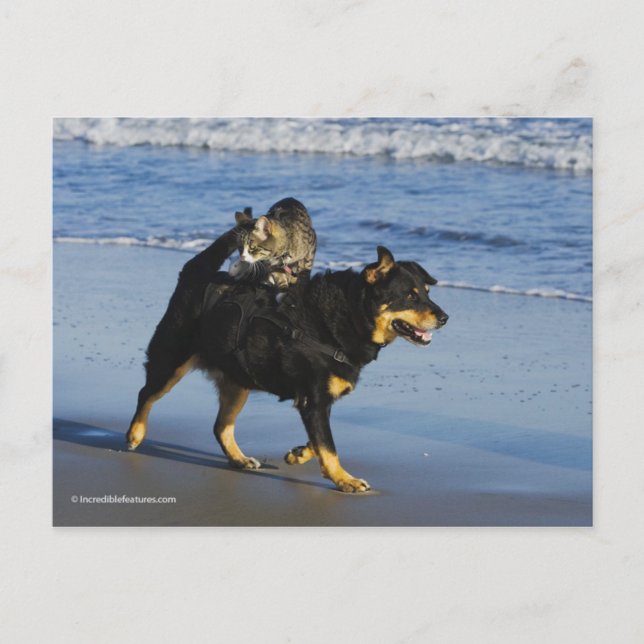 Carte Postale Booger, Kitty et Mousey (Devant)