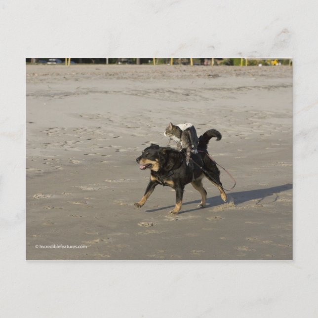 Carte Postale Booger, Kitty et Mousey sur la plage (Devant)