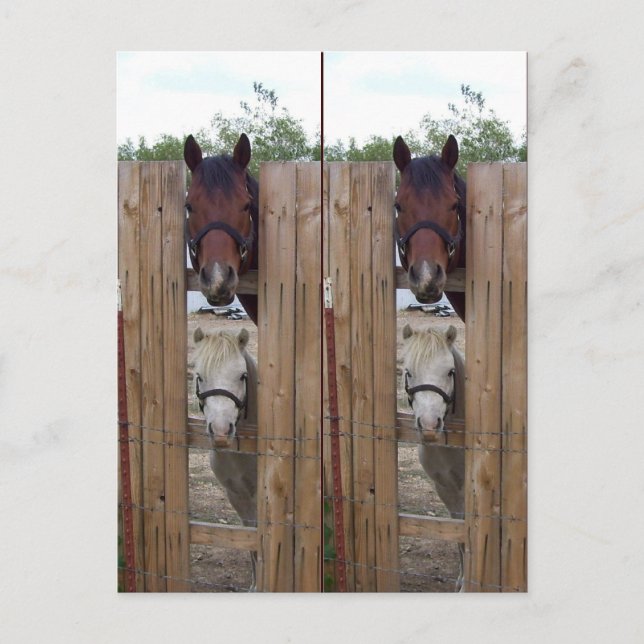 Carte Postale Bookmarkers Howdy-Howdy Horse (Devant)