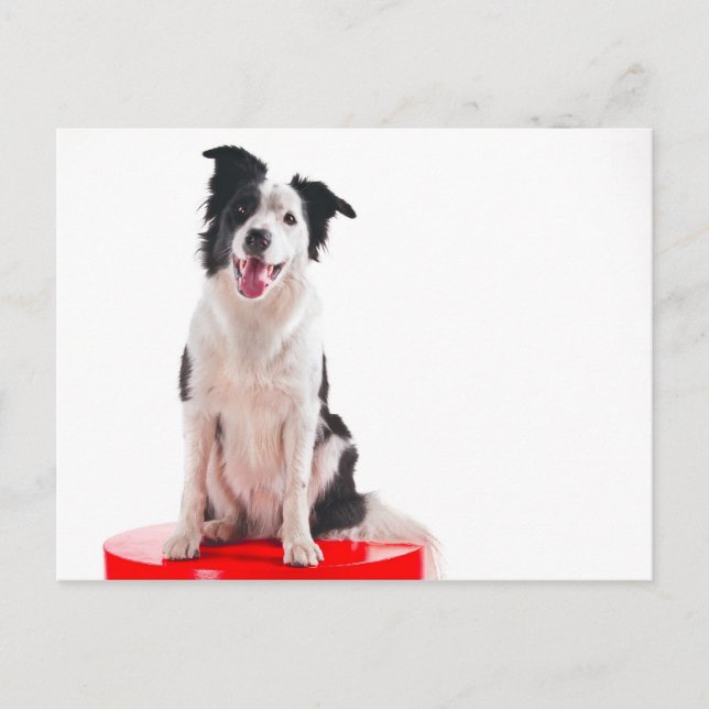 Carte Postale Border collie (Devant)