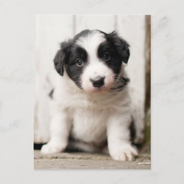 Carte Postale Border Collie (Devant)