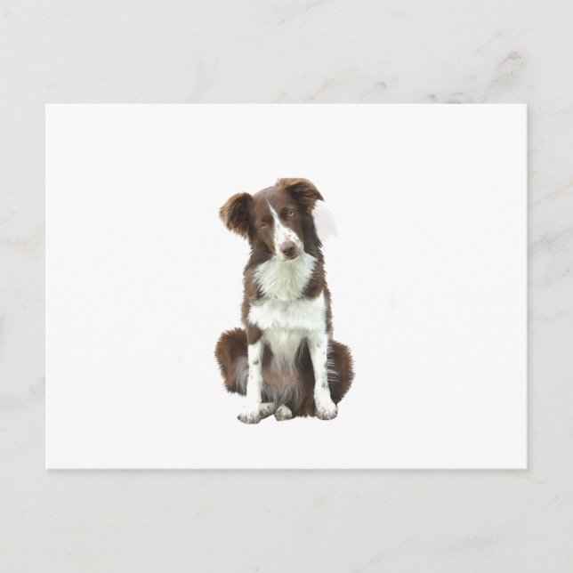 Carte Postale Border Collie (B) - marron et blanc (Devant)