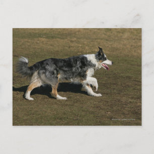 Carte Postale Border Collie en course 1
