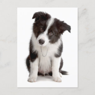 Carte Postale Border Collie Puppy Dog