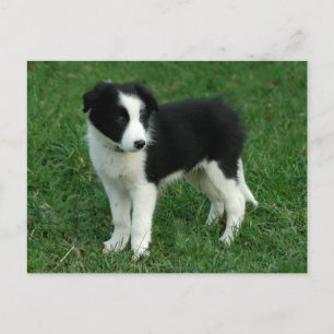 Carte Postale Border Collie Puppy Dog
