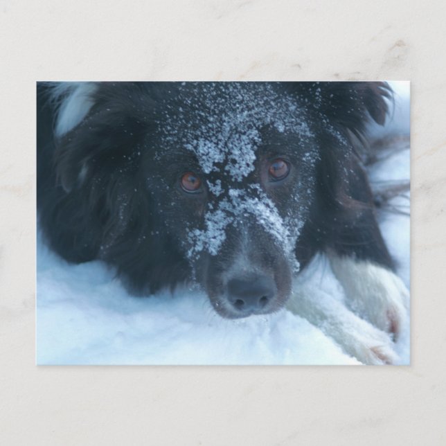 Carte Postale Bordure à face neigeuse Collie mignon chien (Devant)