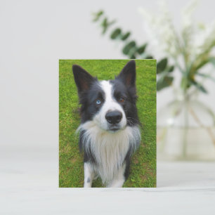 Carte Postale Bordure Collie