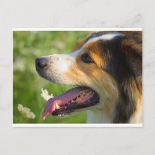 Carte Postale Bordure Collie