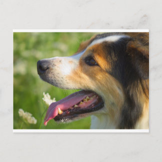 Carte Postale Bordure Collie