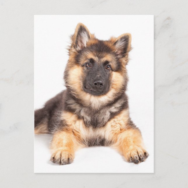 Carte Postale Bordure Collie Allemand Shepherd Mix (Devant)
