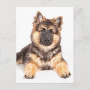 Carte Postale Bordure Collie Allemand Shepherd Mix