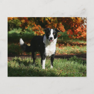 Carte Postale Bordure Collie Automne Debout