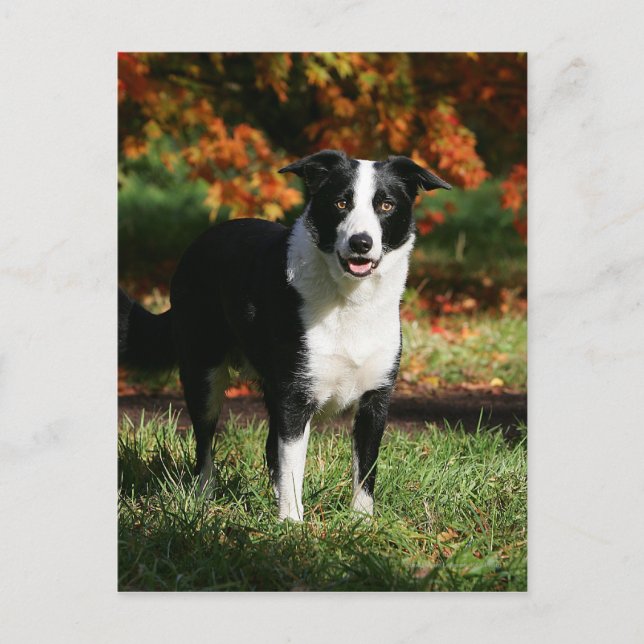 Carte Postale Bordure Collie Automne Debout (Devant)