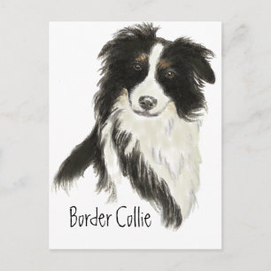 Carte Postale Bordure Collie Chien Animal animal animal de compa