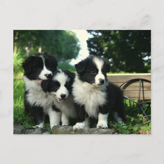 Carte Postale Bordure Collie Chien chiot - Bonjour, Penser de vo (Devant)