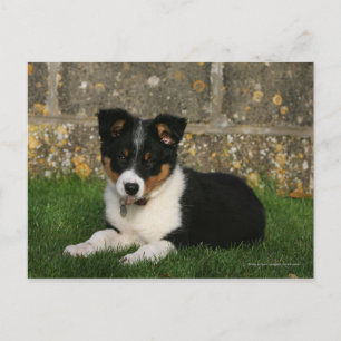 Carte Postale Bordure Collie Chiot avec feuille dans la bouche