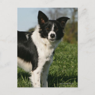 Carte Postale Bordure Collie Debout