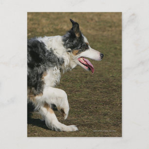 Carte Postale Bordure Collie Exécution 1
