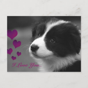 Carte Postale Bordure Collie, Je T'Aime