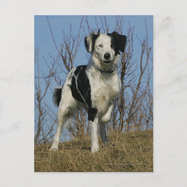 Carte Postale Bordure Collie Leg (Devant)