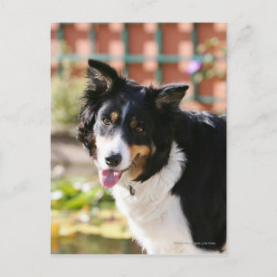 Carte Postale Bordure Collie Panne 1