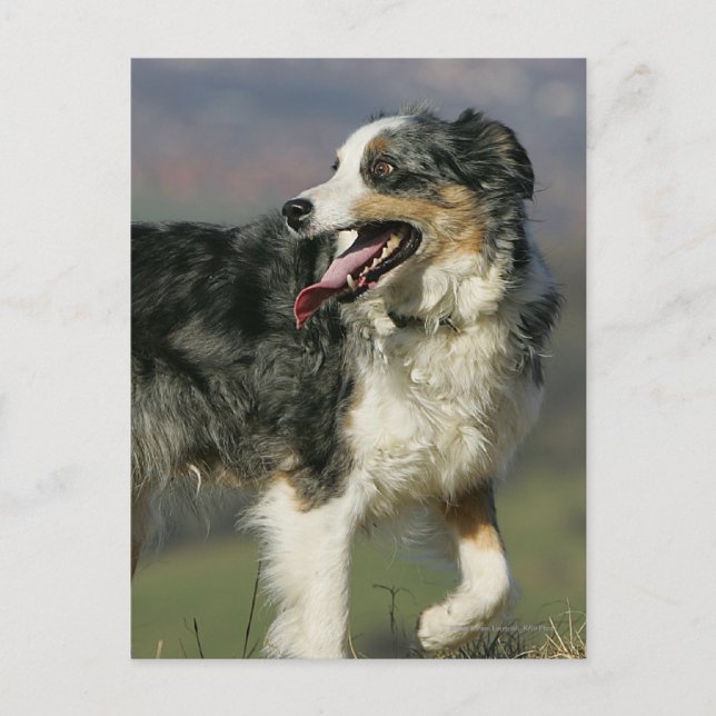 Carte Postale Bordure Collie Panne 2 (Devant)