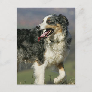 Carte Postale Bordure Collie Panne 2