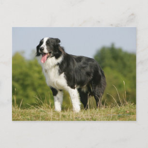 Carte Postale Bordure Collie Panne debout