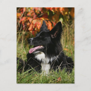 Carte Postale Bordure Collie Panne S'Étalant