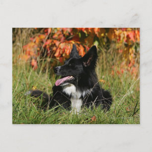 Carte Postale Bordure Collie Panne S'Étalant