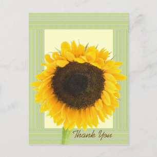 Carte Postale Bordure rayée de remerciement tournesol