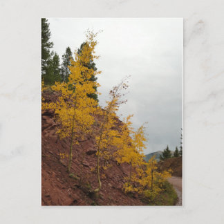Carte Postale boreas pass aspens