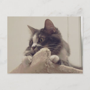 Carte postale Boris the Cute Nubber Kitty