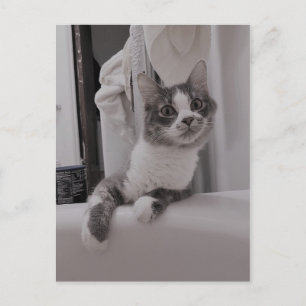 Carte postale Boris the Cute Nubber Kitty