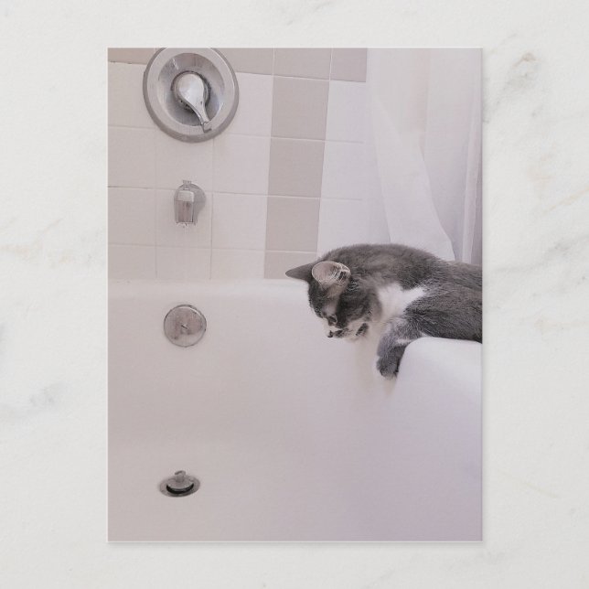 Carte postale Boris the Cute Nubber Kitty (Devant)