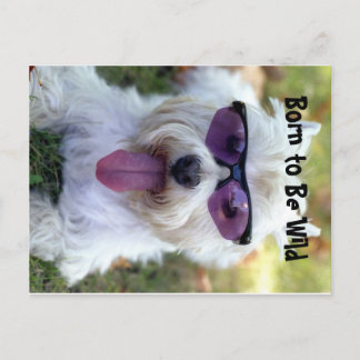 Carte postale Born to Be Wild