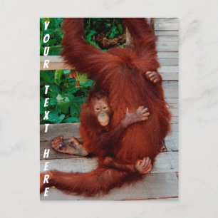 Carte Postale Bornéo orangutan personnalisable