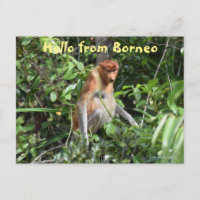 Borneo Proboscis Singe Indonésie Faune