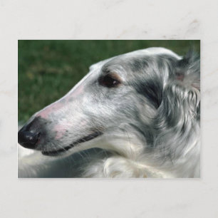 Carte Postale Borzoi, Wolfhound russe
